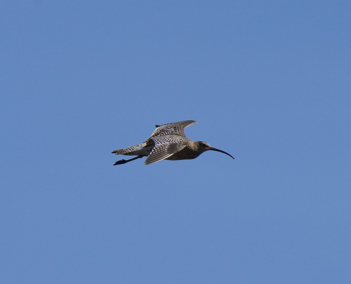 Eurasian Curlew - ML619818862