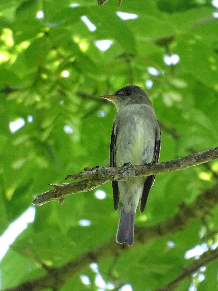 Eastern Wood-Pewee - ML619818869