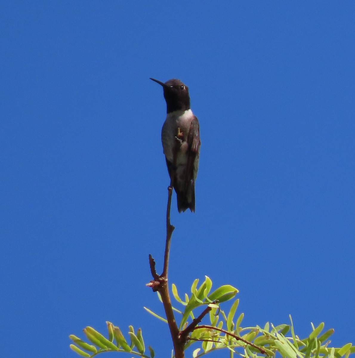 Black-chinned Hummingbird - ML619818875