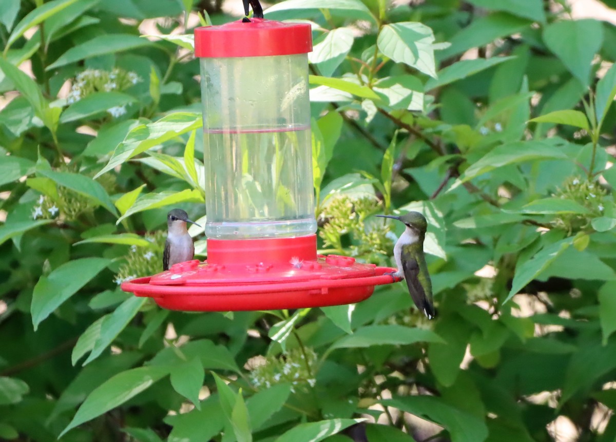 Ruby-throated Hummingbird - ML619818888