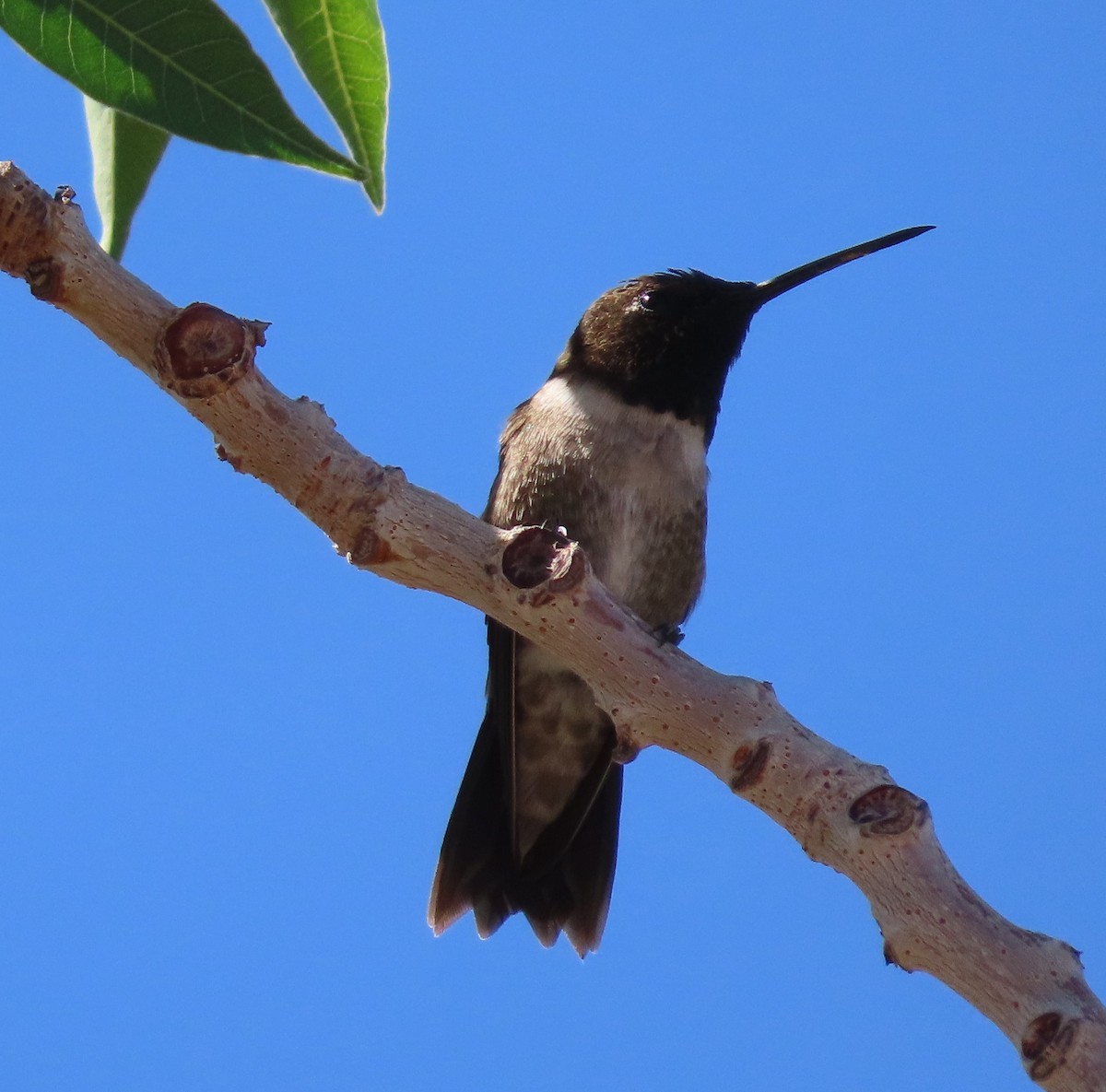 Black-chinned Hummingbird - ML619818890