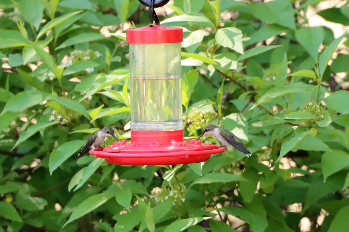 Ruby-throated Hummingbird - ML619818907