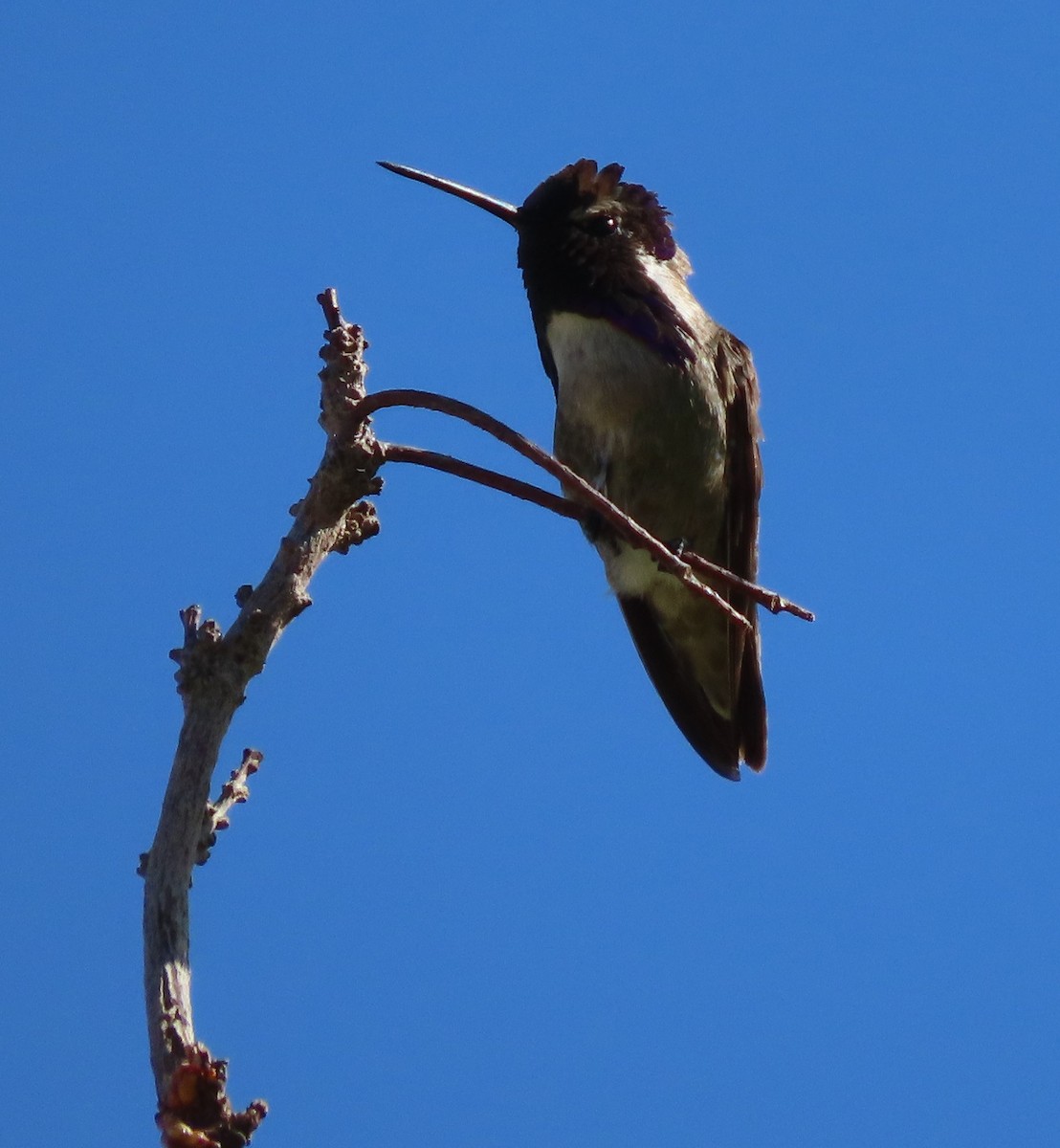 Costa's Hummingbird - ML619818913