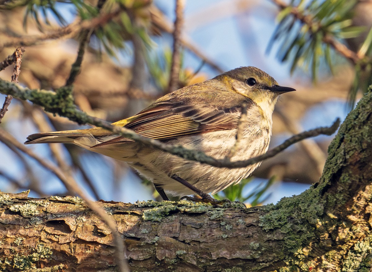 Cape May Warbler - ML619818916
