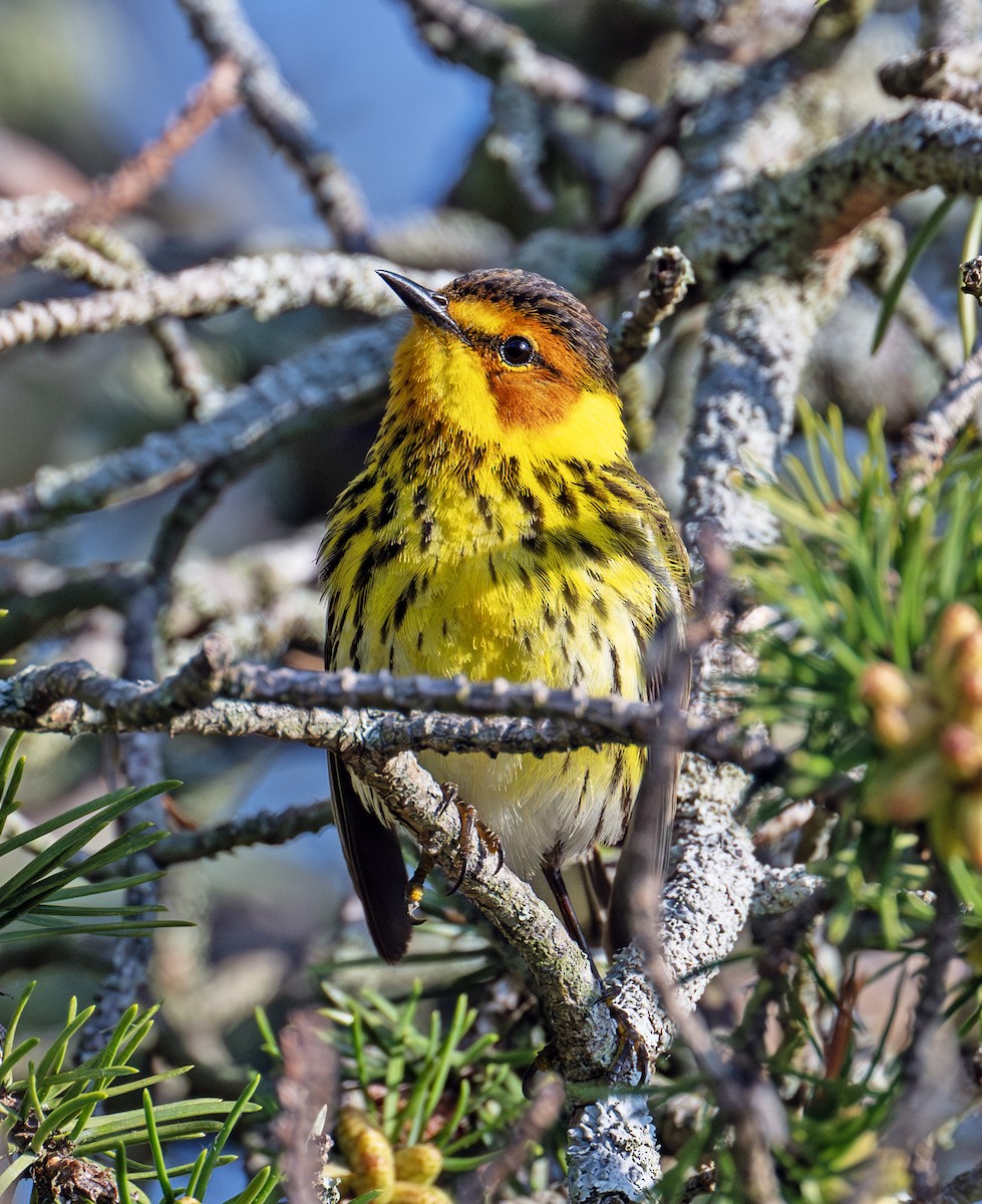 Cape May Warbler - ML619818921