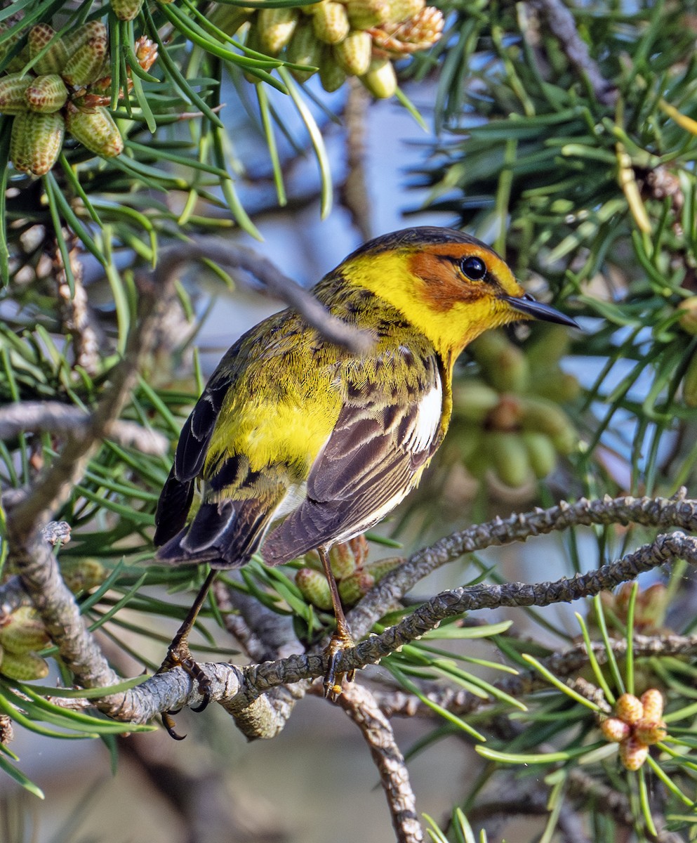 Cape May Warbler - ML619818923