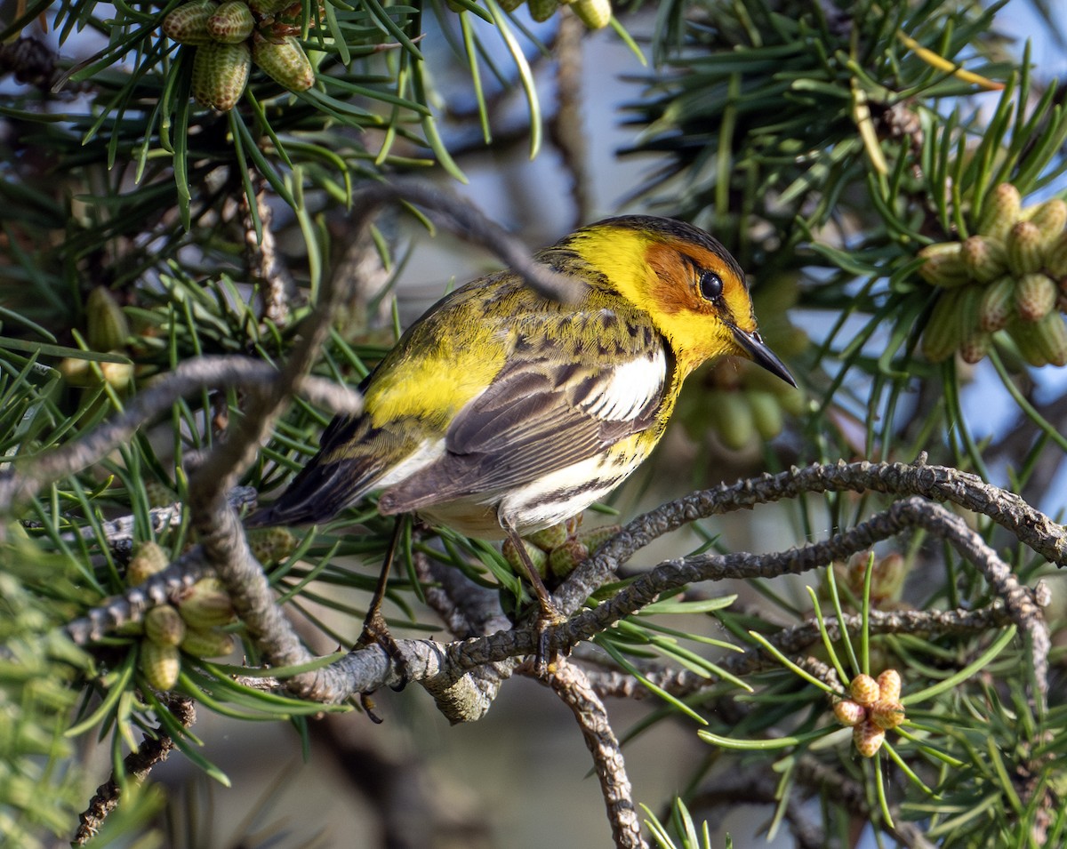 Cape May Warbler - ML619818924