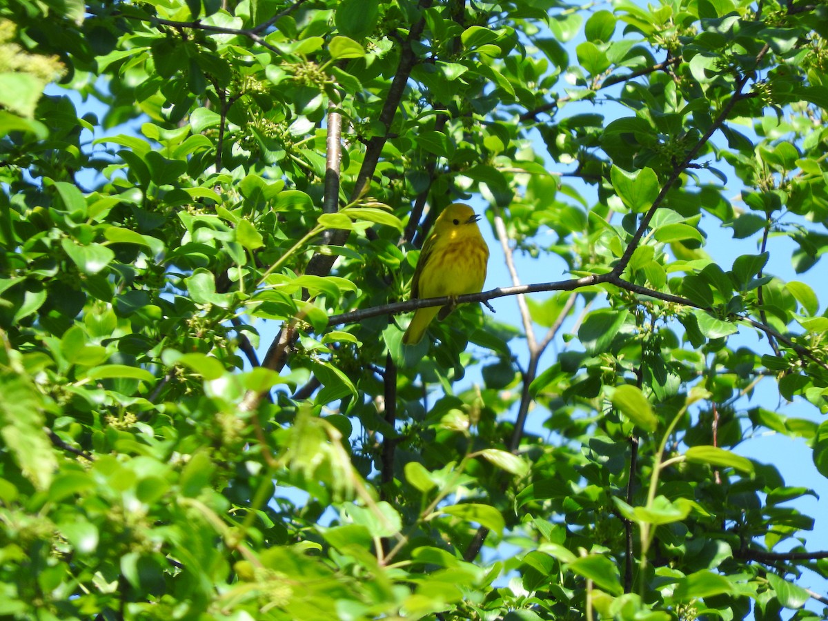 Yellow Warbler - ML619818927