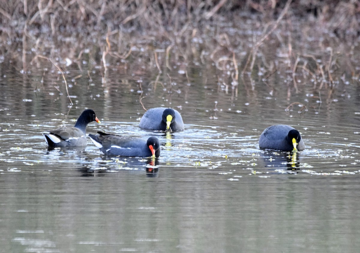 White-winged Coot - ML619818932