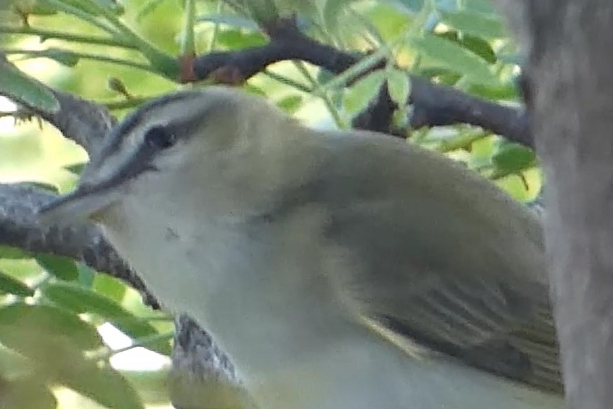 Red-eyed Vireo - ML619818945