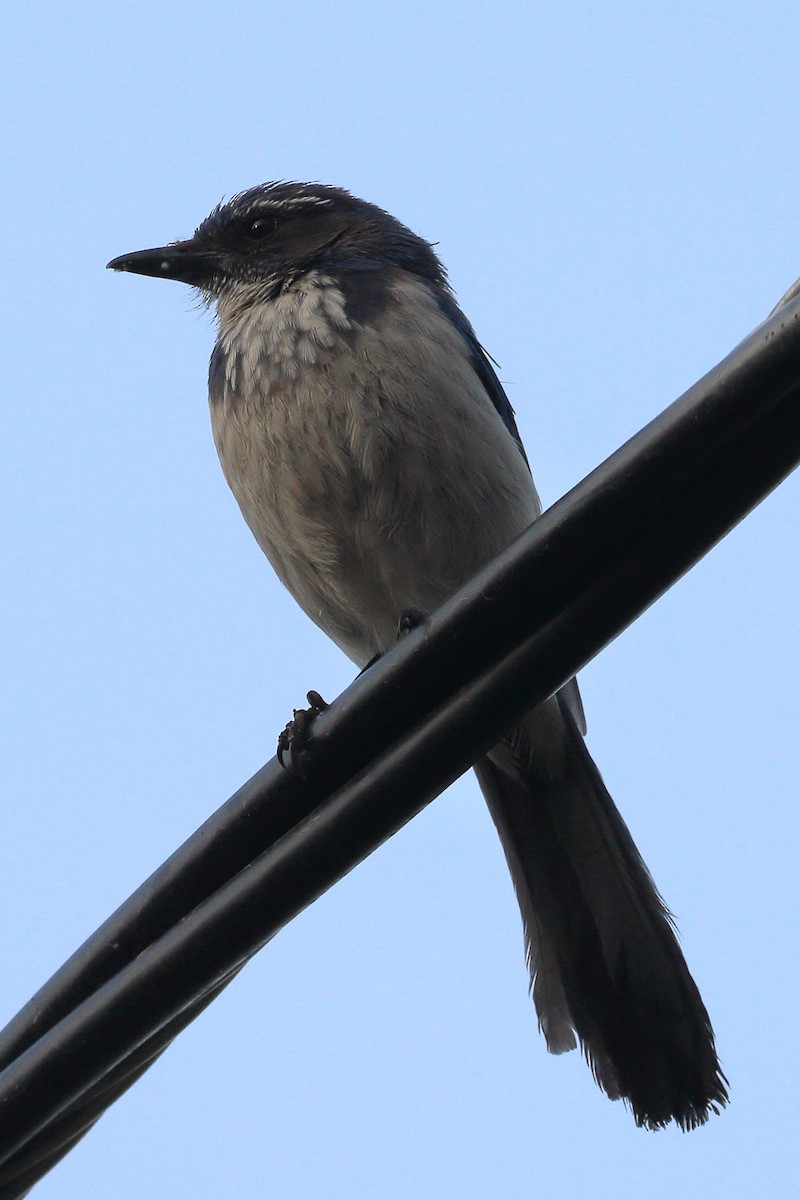 California Scrub-Jay - ML619818948