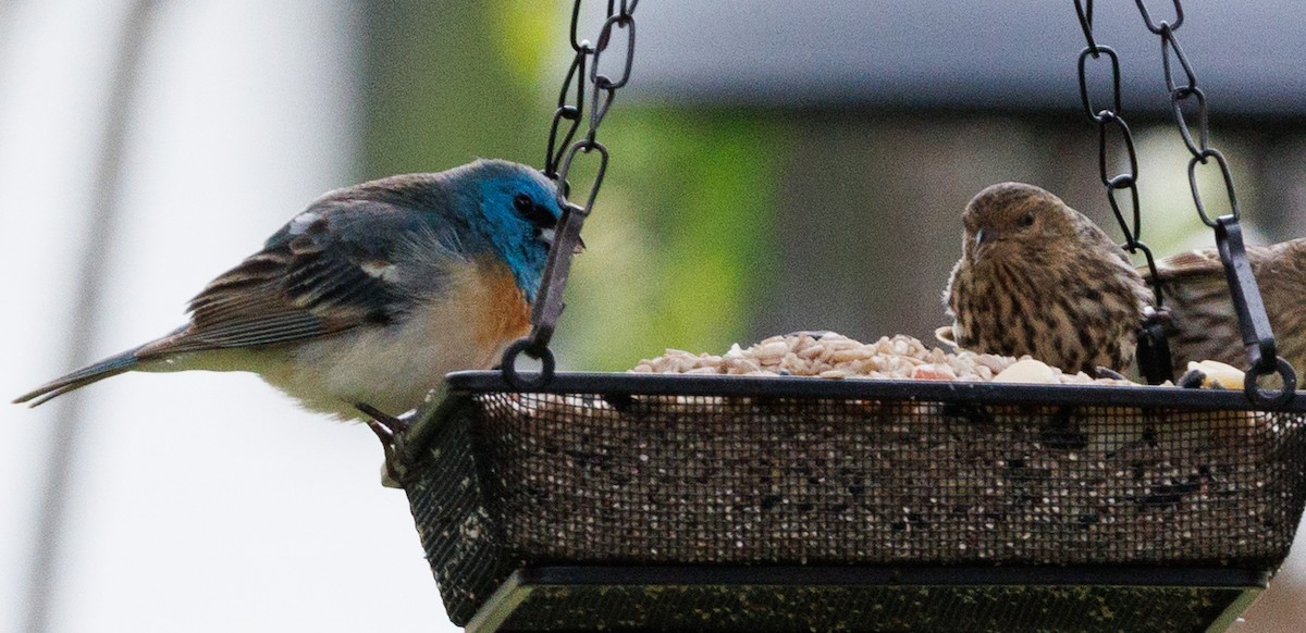 Lazuli Bunting - ML619818961