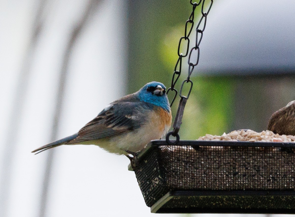 Lazuli Bunting - ML619818962