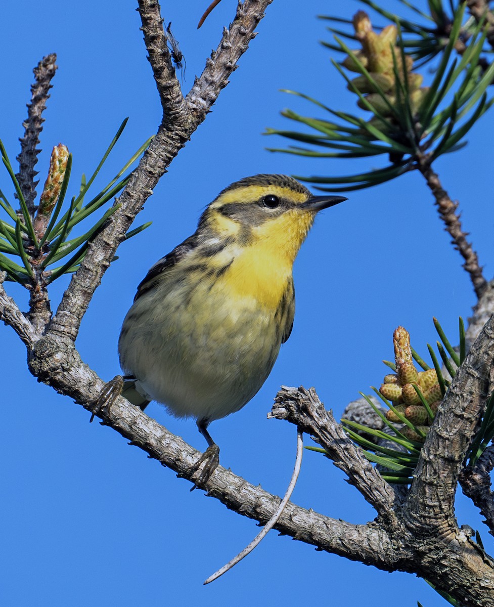 Blackburnian Warbler - ML619818969