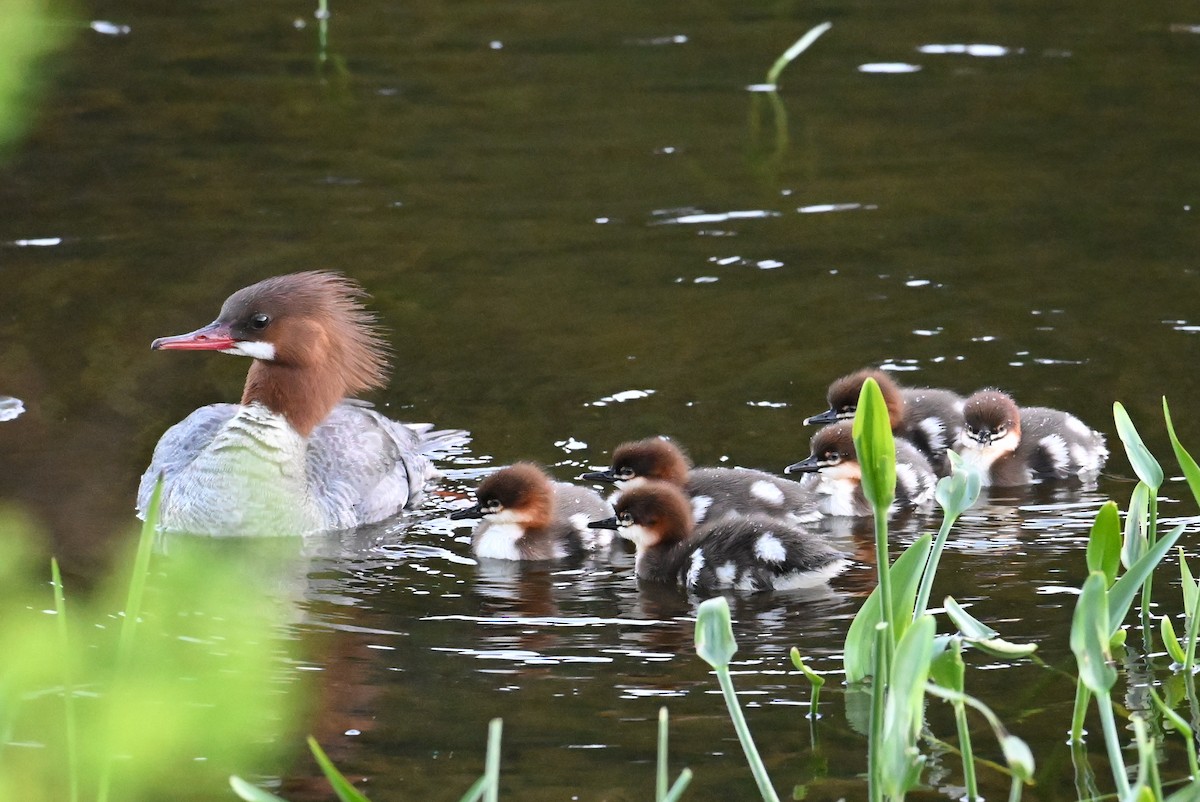 Common Merganser - ML619818973