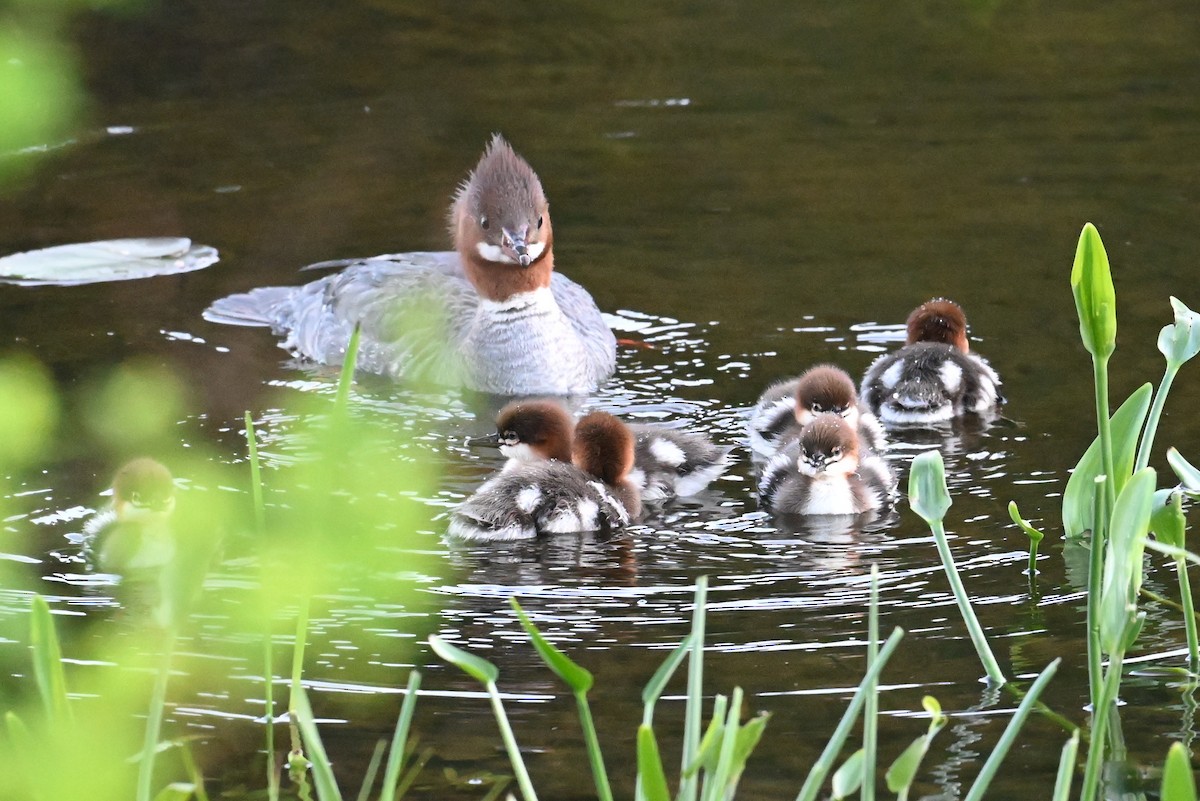 Common Merganser - ML619818975