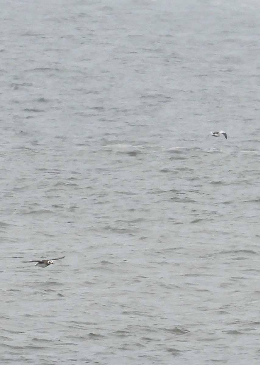 Long-tailed Duck - ML619818976