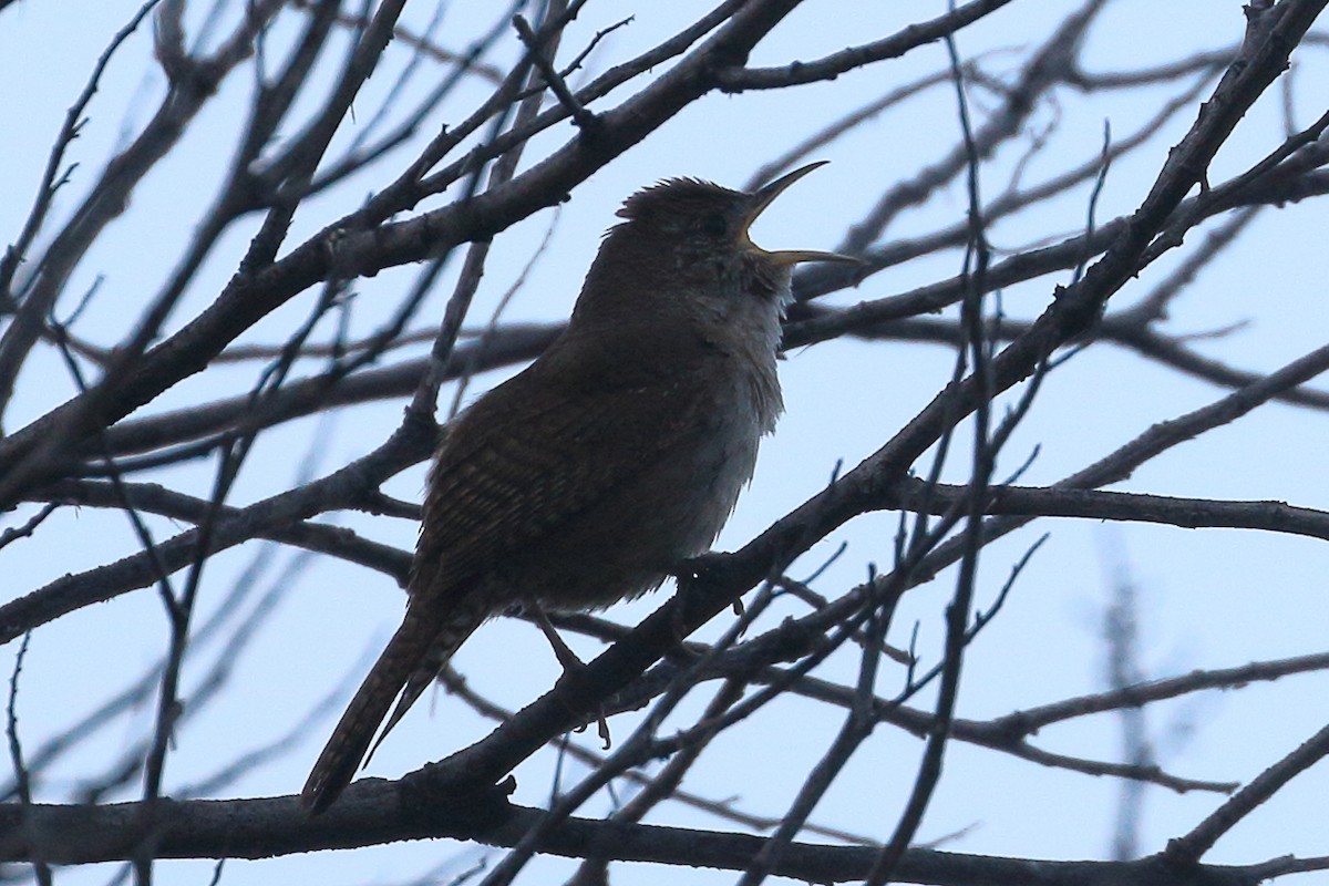 House Wren - Jeffrey Fenwick