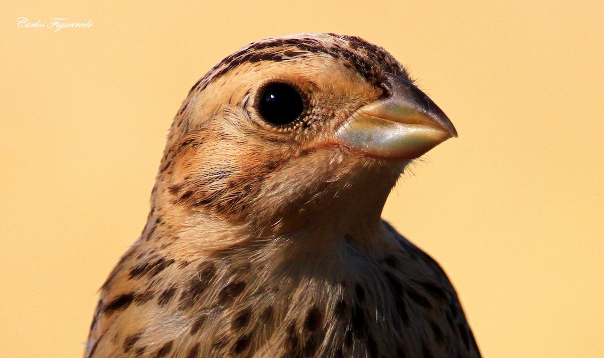 Corn Bunting - ML619819001