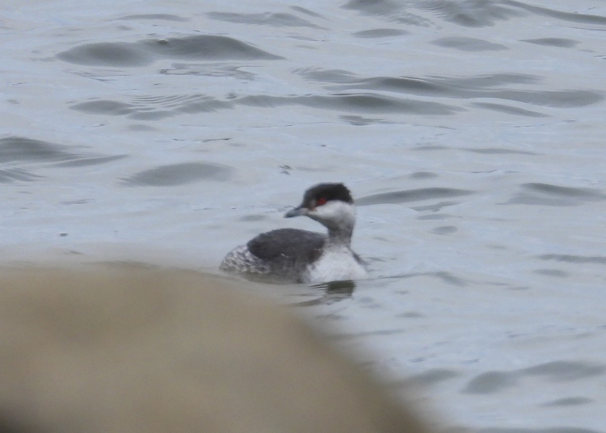 Horned Grebe - ML619819002