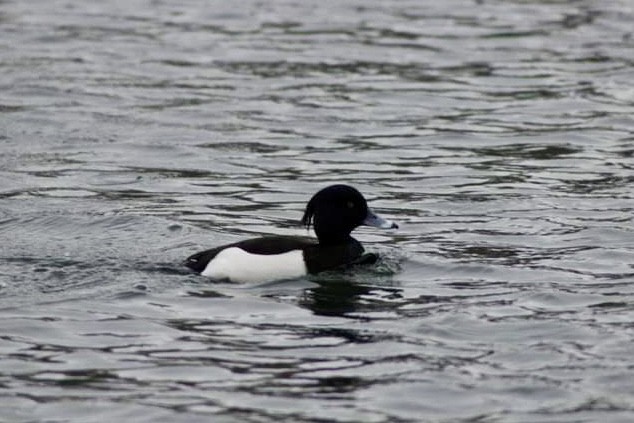 Tufted Duck - ML619819022