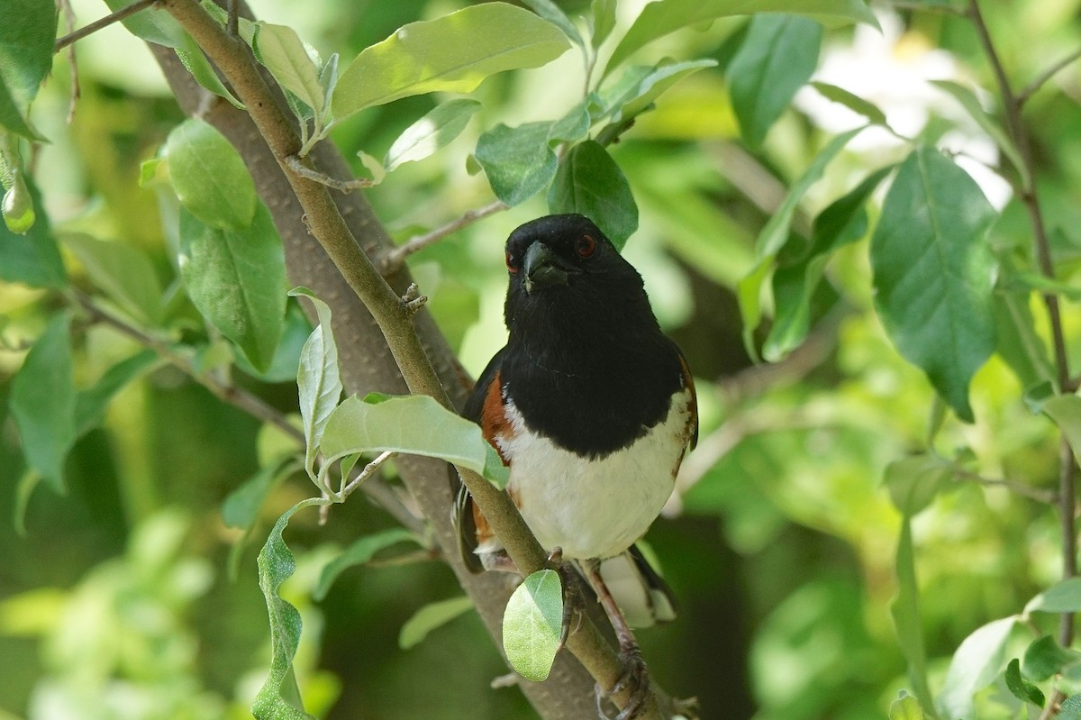 Eastern Towhee - ML619819023