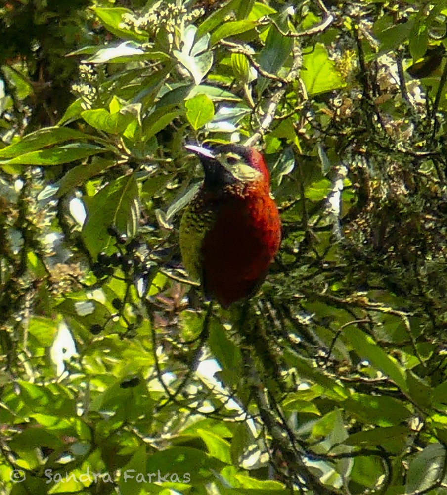Crimson-mantled Woodpecker - ML619819030