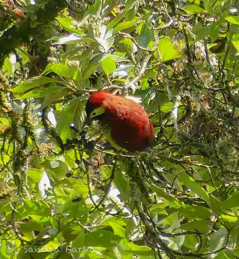 Crimson-mantled Woodpecker - ML619819031
