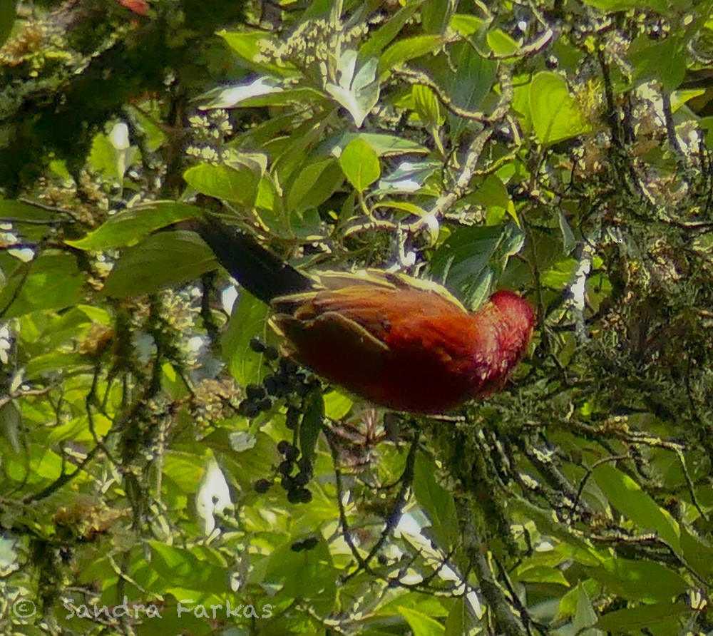 Crimson-mantled Woodpecker - ML619819032