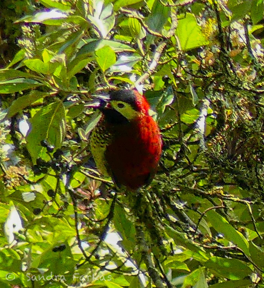 Crimson-mantled Woodpecker - ML619819033
