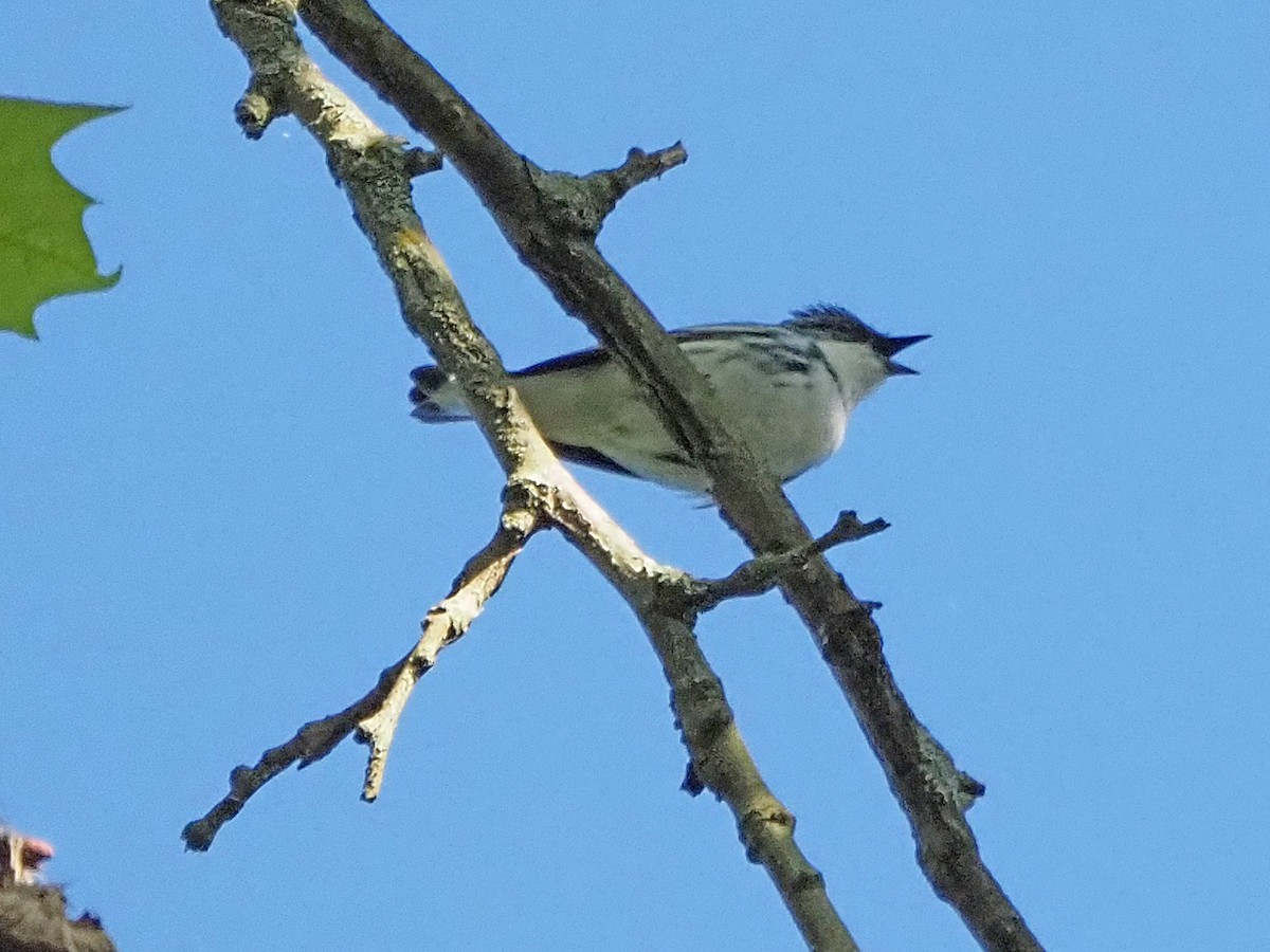 Cerulean Warbler - Luc and Therese Jacobs