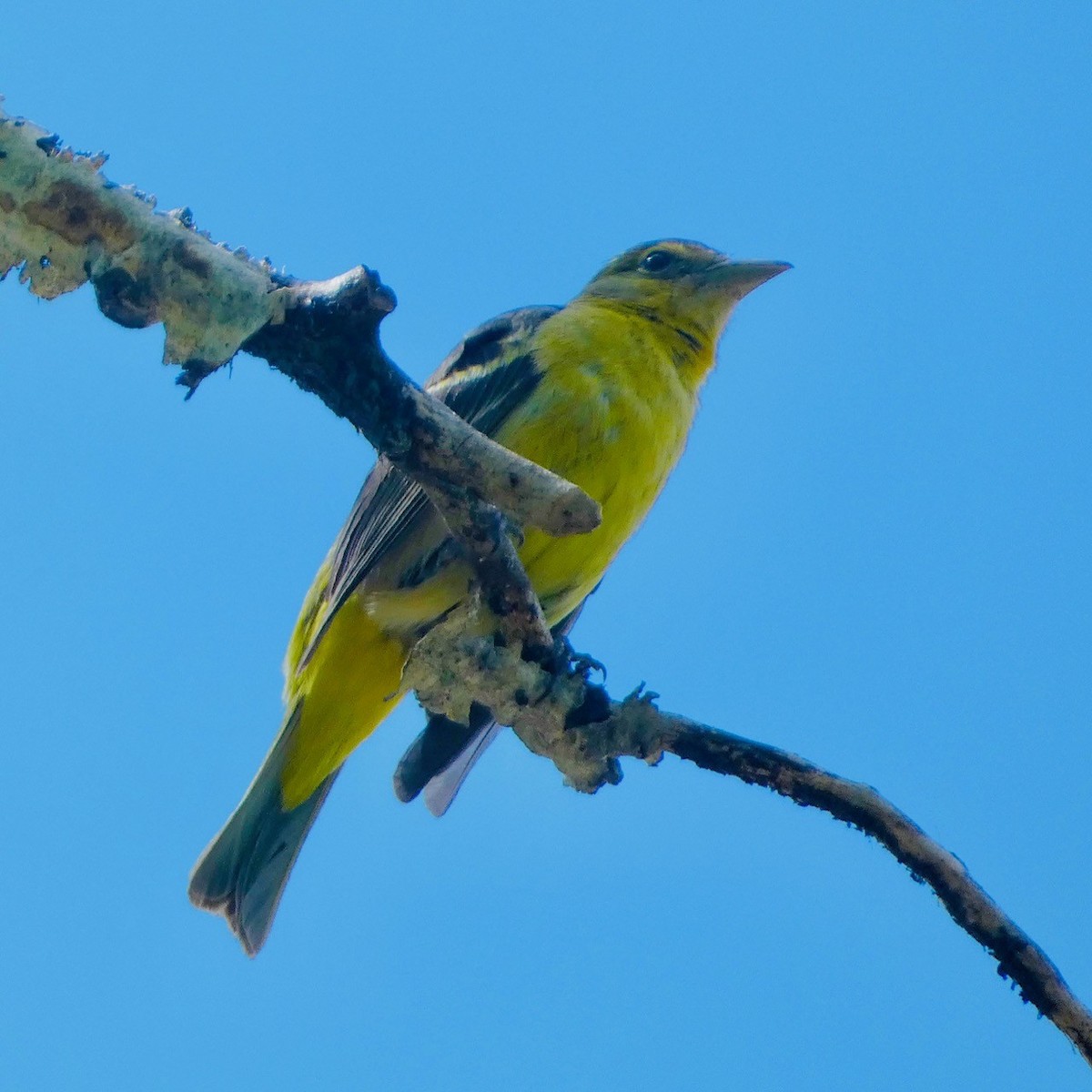 Western Tanager - ML619819041