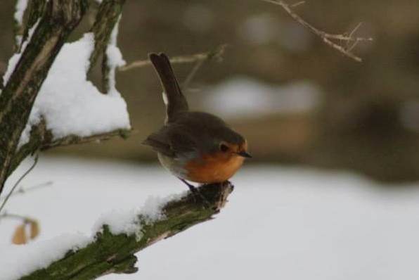 European Robin - ML619819052