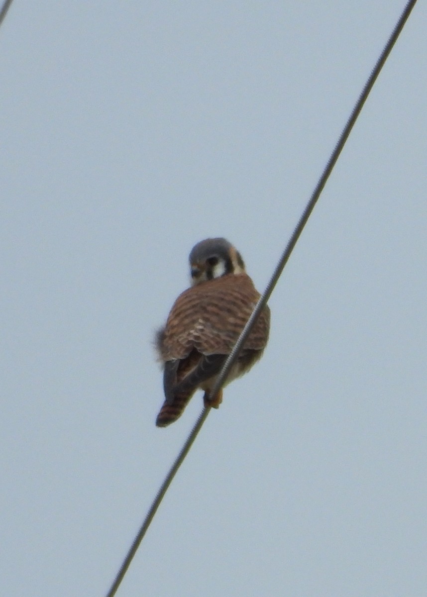 American Kestrel - ML619819068