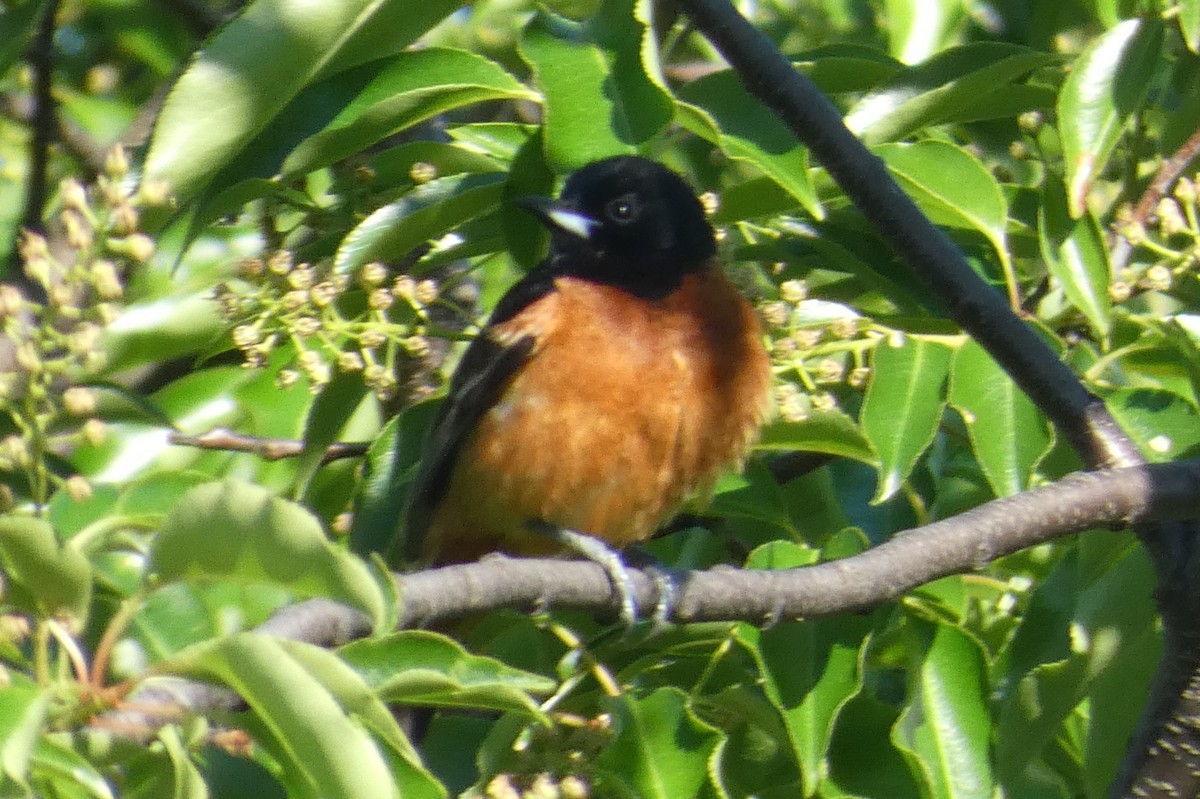 Orchard Oriole - ML619819073