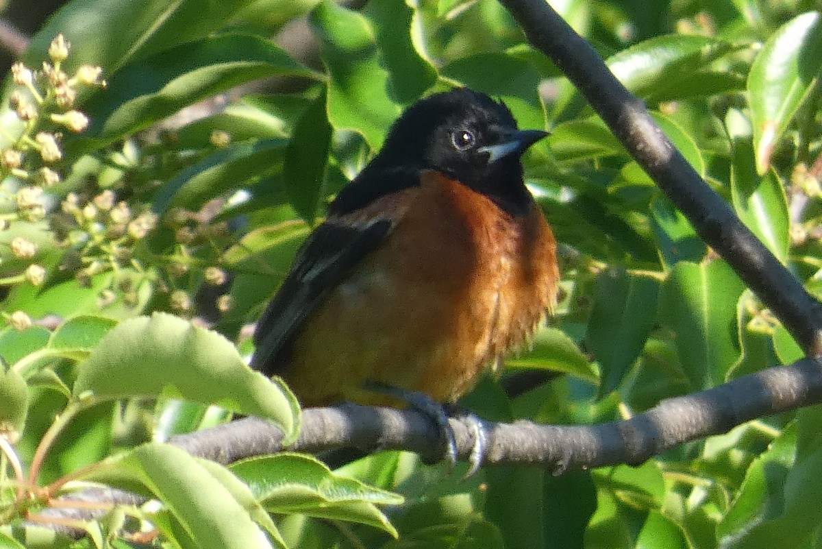 Orchard Oriole - ML619819074