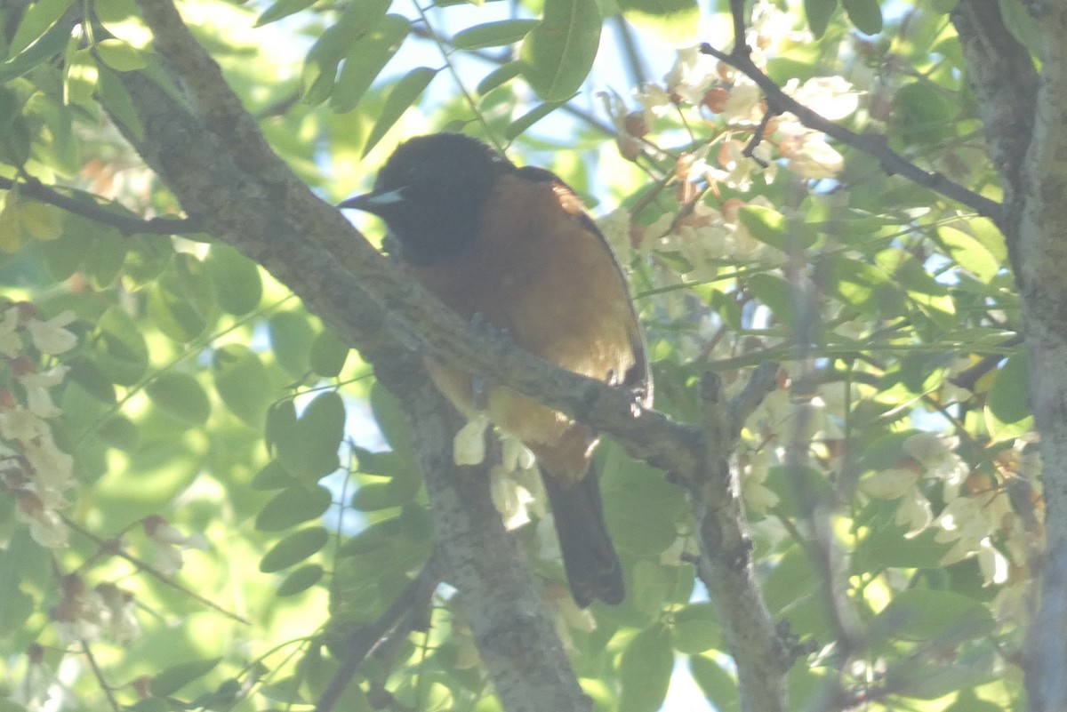 Orchard Oriole - ML619819075