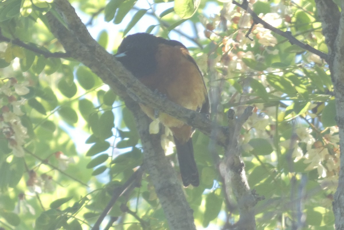 Orchard Oriole - ML619819076
