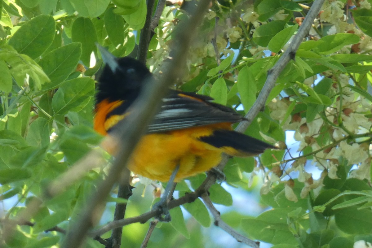 Baltimore Oriole - ML619819080