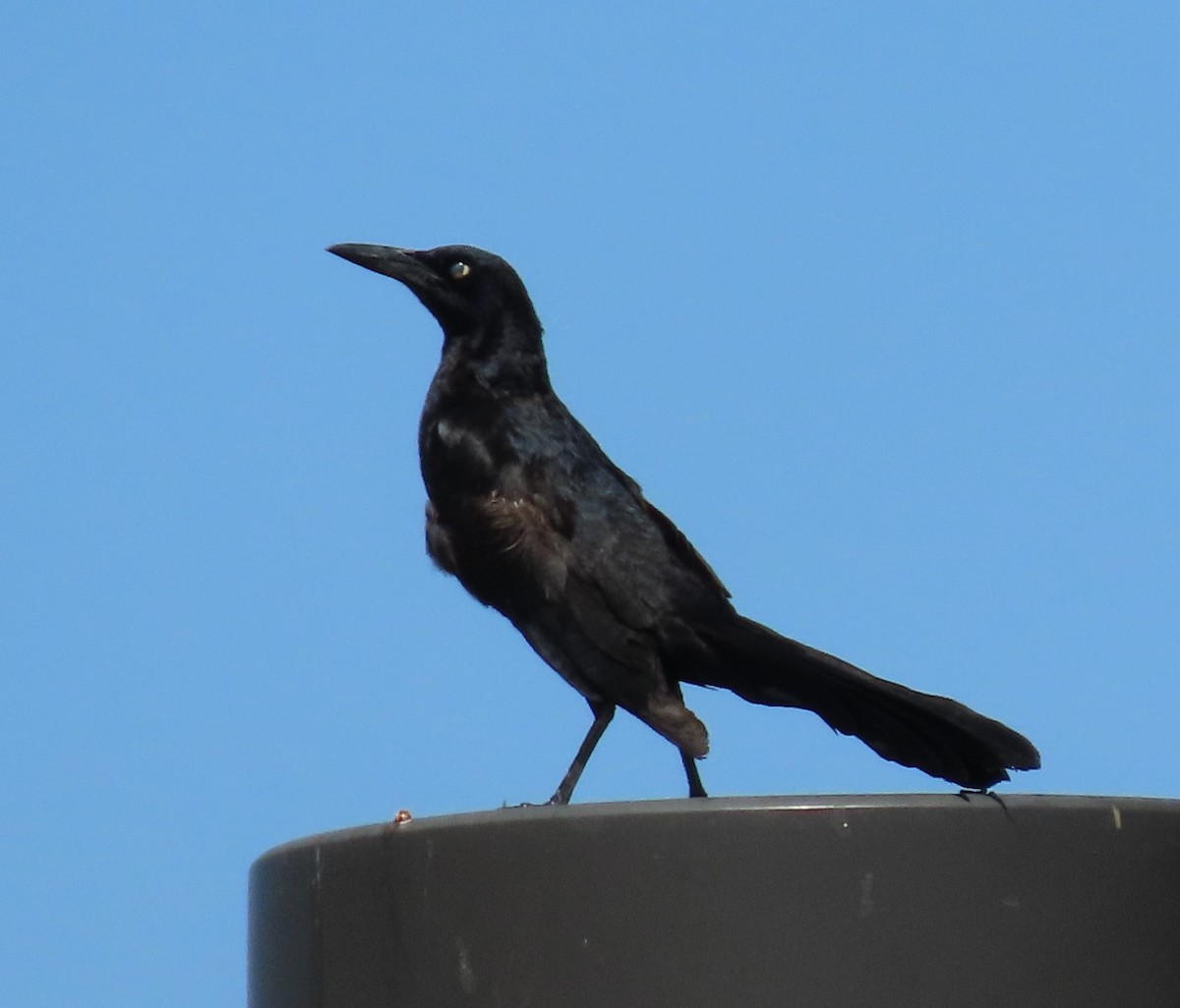 Great-tailed Grackle - ML619819086