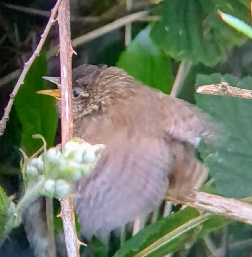 Eurasian Wren - ML619819095