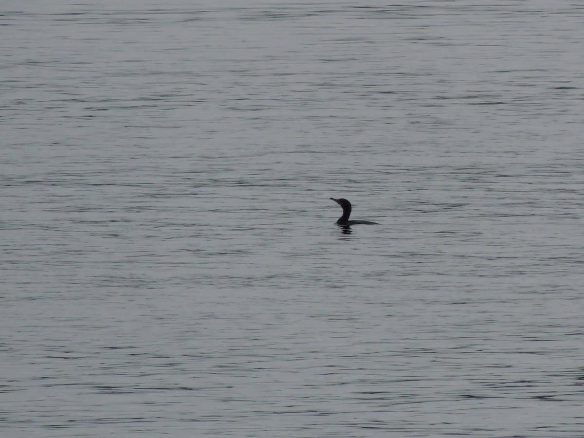 Double-crested Cormorant - ML619819101