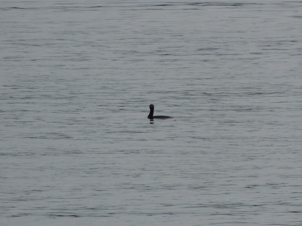 Double-crested Cormorant - ML619819102