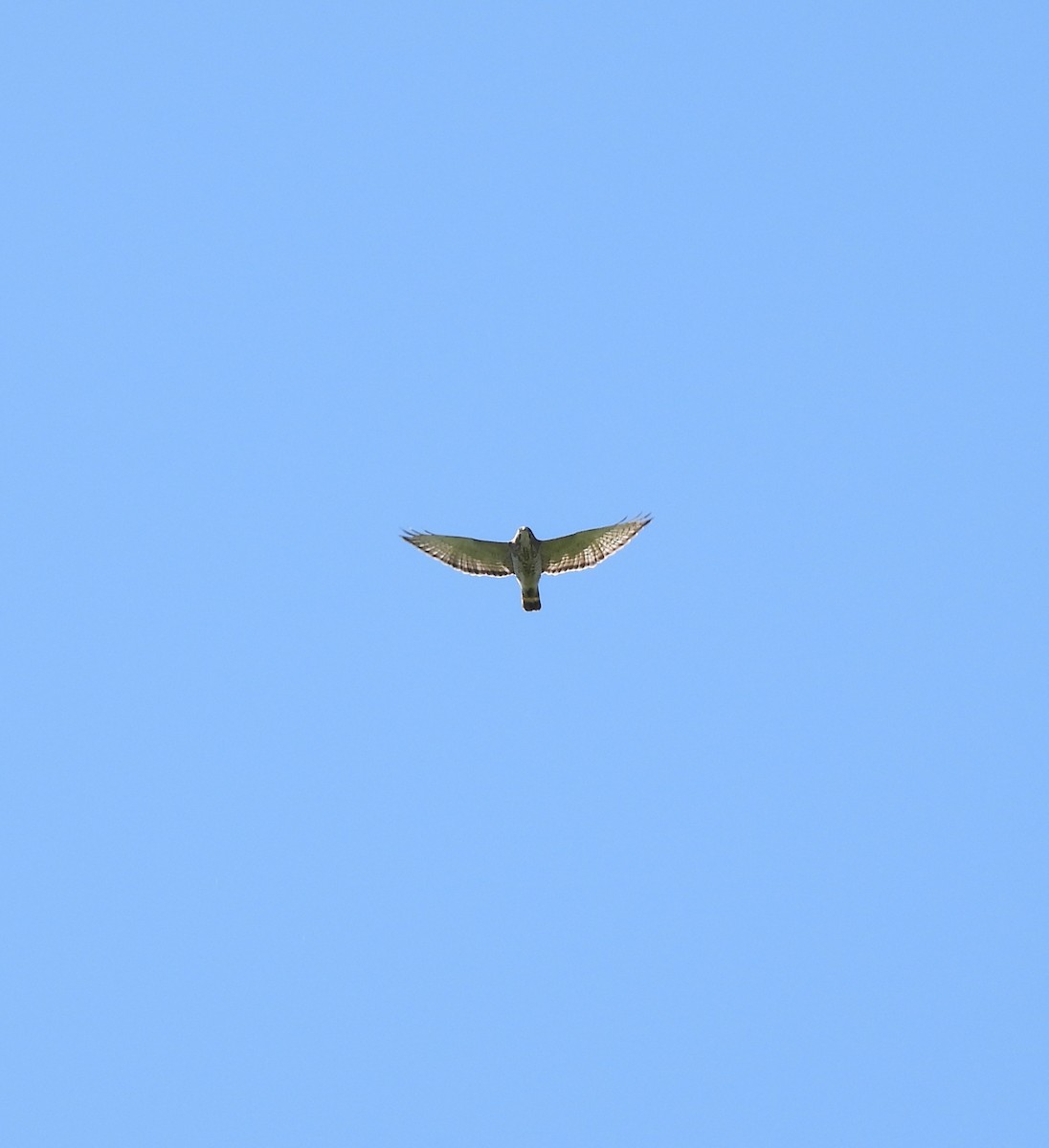 Broad-winged Hawk - ML619819111