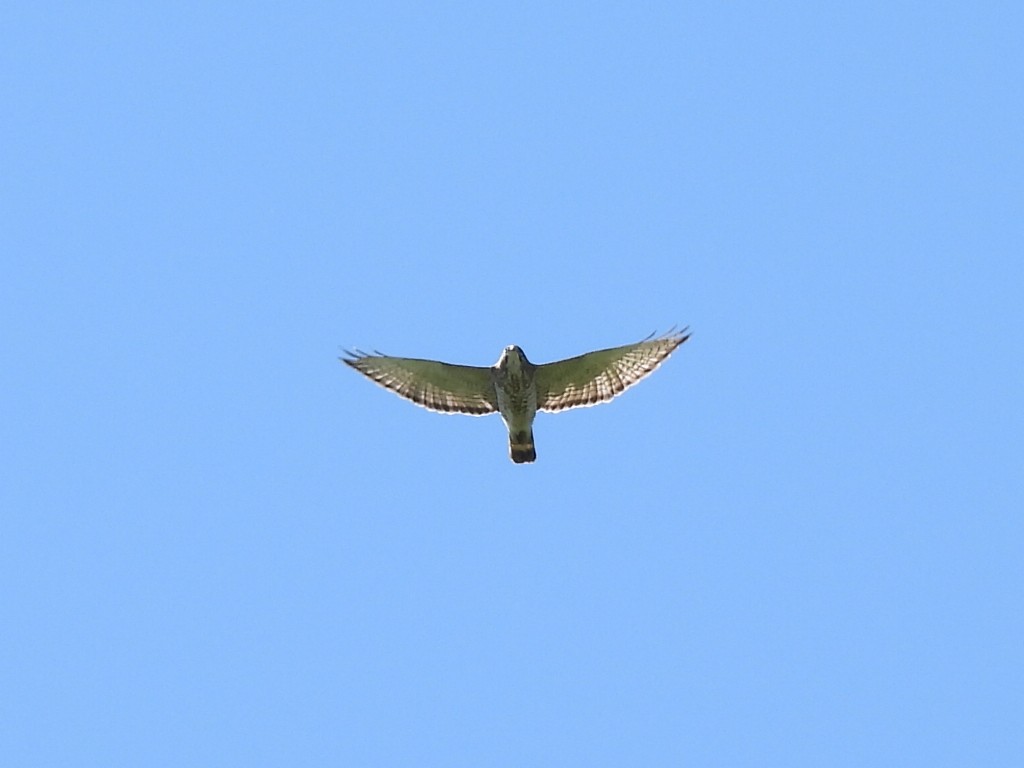 Broad-winged Hawk - ML619819114