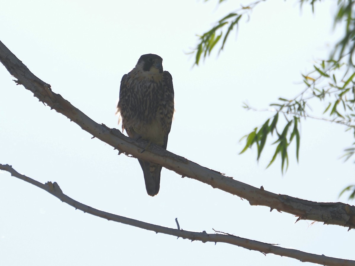 Peregrine Falcon - ML619819122