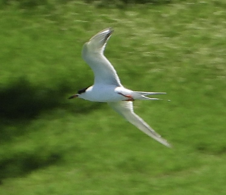 Forster's Tern - ML619819126