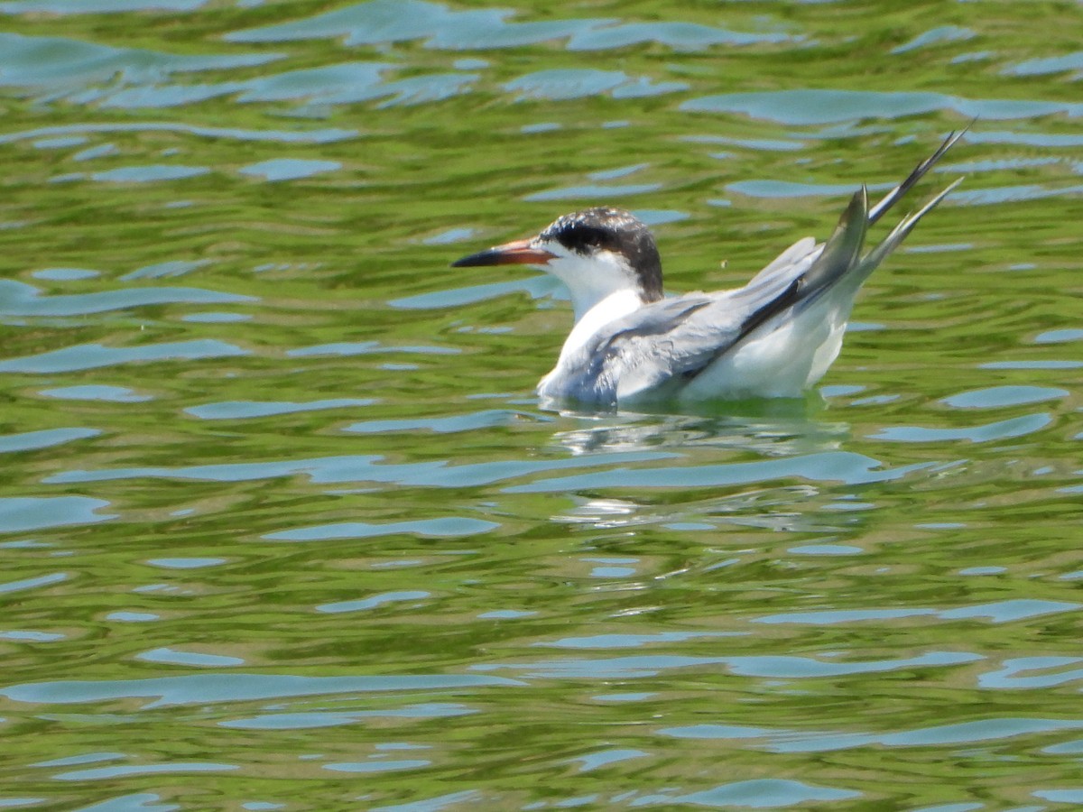 Forster's Tern - ML619819128