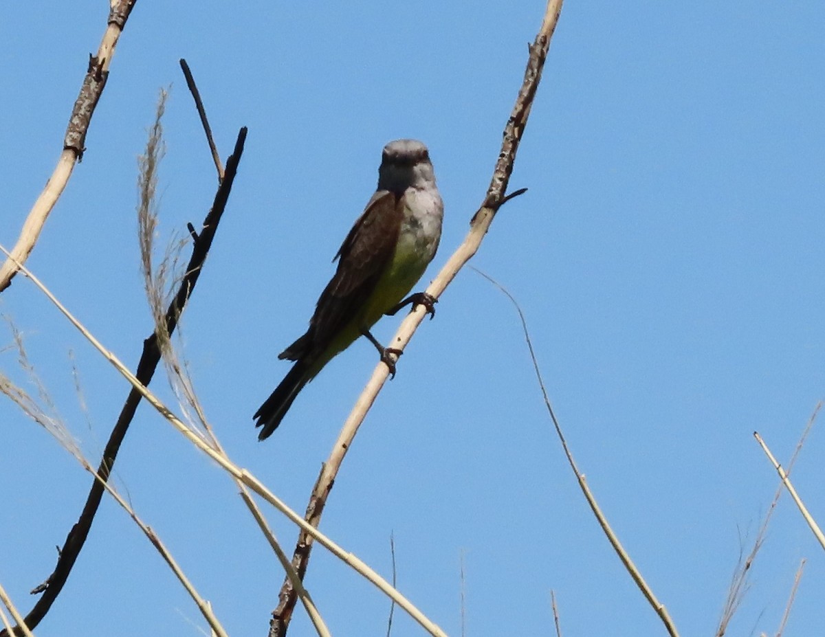 Western Kingbird - ML619819135