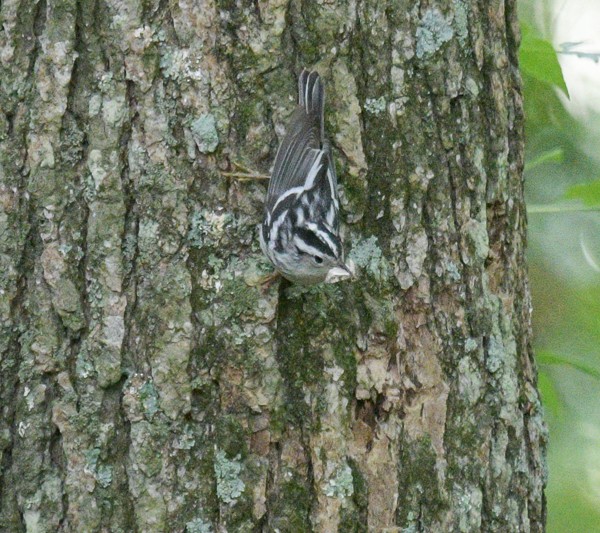 Black-and-white Warbler - ML619819136